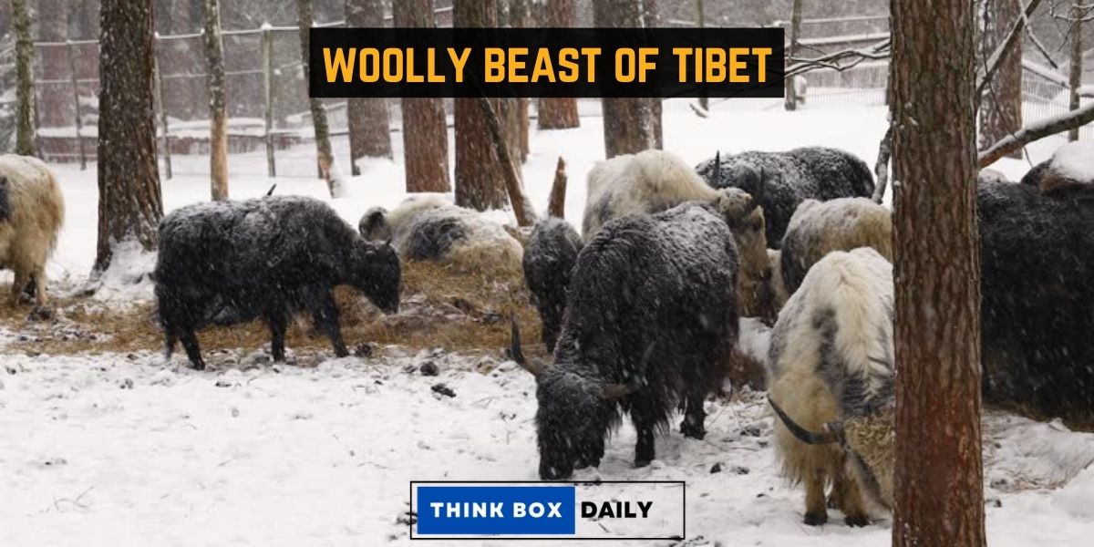woolly beast of tibet